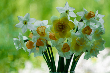 A bouquet of flowers on a green light background. White narcissus in a vase. Place for your text. View from the window.