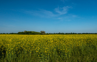 Obraz premium blooming rapeseed field on the farm