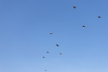 Naklejka na ściany i meble birds in flight