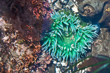 Naklejka na ściany i meble Sea anemone in bright green underwater on Oregon Coast