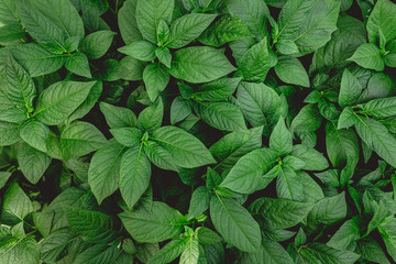 Top view of green plants. Nature full frame background.