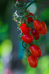 Red tomato bunch hanging from the branch