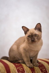 kitten scottish british cat burma munchkin animals