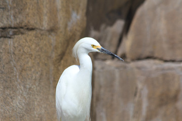 white hairy  heron in park