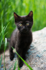 kitten scottish british cat burma munchkin animals