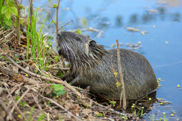 Myocastor coypus is a large herbivorous semiaquatic rodent, small hairy beast on river bank eating green plant