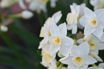 Obraz na płótnie Canvas White daffodil