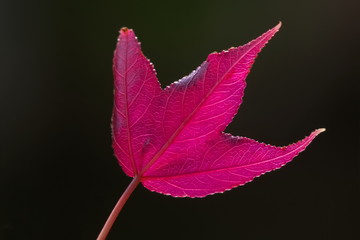 Soft Focus Colorful Red Maple Leaf blossom on branch with black background, wild maple nature in Doi Inthanon, Chiang Mai, northern of Thailand.