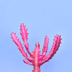 Trendy tropical Pink Neon Cactus plant on Blue Color background. Fashion Minimal Art Concept....