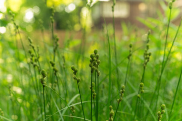 green grass and sedges