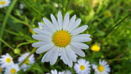Fototapeta premium daisy in the grass