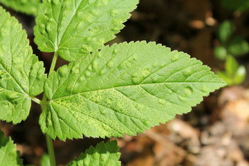 Green leaf of Aegopodium podagraria or Ground elder infected with Arabis Mosaic Virus Nepovirus (ArMV) and showing yellow net symptoms. Galls of Trioza flavipennis on Aegopodium podagraria. May, Belar