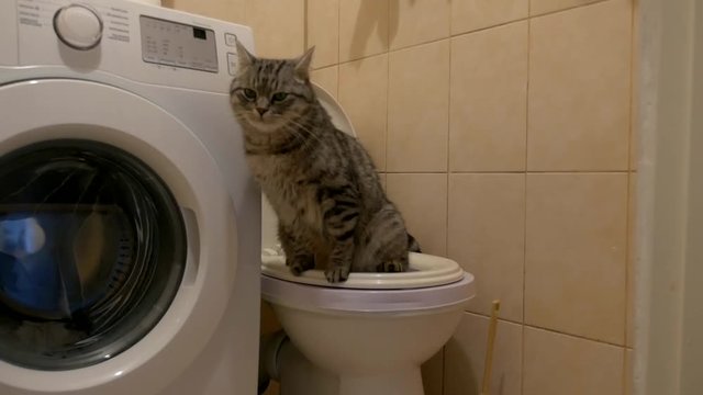 The cat pisses on the toilet. Clever Cat.The cat is sitting on the toilet.Part 