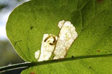 Leaf mine of Pegomya solennis on green leaf of dock or Rumex sp. May, Belarus