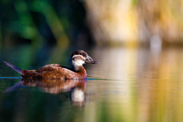 Swimming Duck. Colorful nature lake background. Duck: White headed Duck. Oxyura leucocephala.