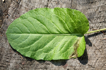 Green leaf of dock or Rumex sp. with leaf mine of Pegomya solennis. May, Belarus