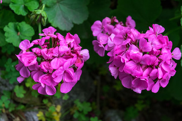 blooming purple flowers in spring