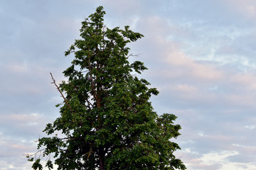 Beautiful crown of a spring tree and the sunset sky