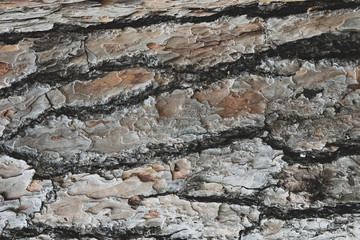 Closeup of palm bark or plane tree. Abstraction.