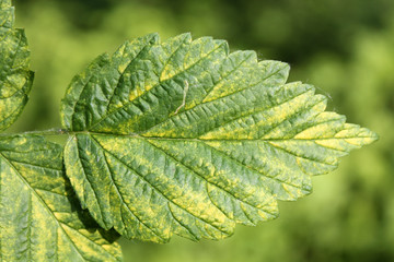 Chlorotic symptoms of Raspberry bushy dwarf virus (RBDV). Yellows disease symptoms in leaf of red...