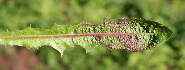 Galls of Trioza dispar on leaf of Taraxacum officinale (Dandelion). May, Belarus