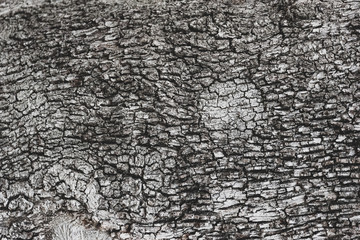 bark of tree look alike crocodile or snake skin