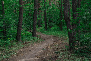 Obraz premium Empty pathway in woods. Perspective view of empty walkway among trees in peaceful forest 