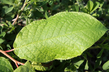 Virus-triggered symptoms of chlorotic mottling and mosaic on green leaf of bird cherry (Prunus padus). May, Belarus