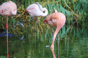  flamingos
