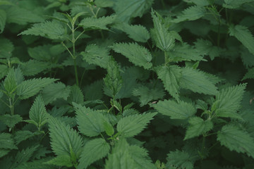 Stinging nettle plants texture. Urtica dioica, common nettle, stinging nettle, nettle leaf. Green nature horizontal background. Close-up. Top view.