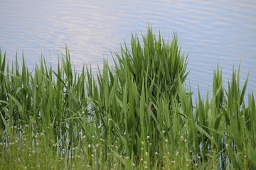 Fototapeta premium wassergras2