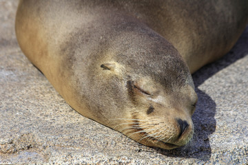 the seal fish weeping in the show Park