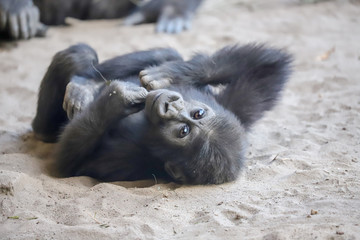  gorillas  baby