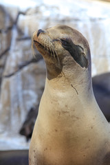 Obraz premium the seal fish weeping in the show Park