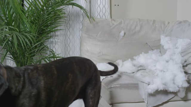 Bad Dog Ripping Up White Couch In Modern Home