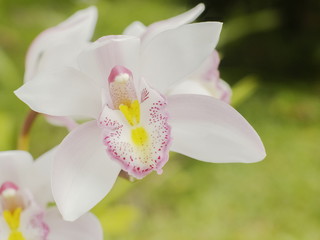 Cower with green nature blurred backgrolose-up Cymbidium hybrida orchid, white flund, nature in Doi...