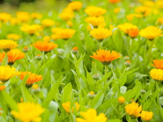 Soft Focus Orange Calendula flower with green nature blurred background. nature in Doi Inthanon, Chiang Mai, Thailand.