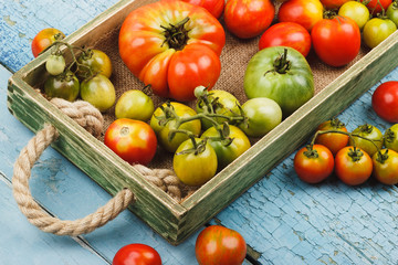 Set of ripe tomatoes in the wooden tray, blue wooden background