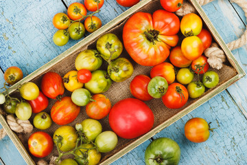 Set of ripe tomatoes in the wooden tray, blue wooden background
