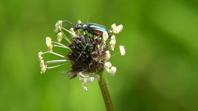 Zweifleckiger Zipfelk&auml;fer&nbsp;(Malachius bipustulatus) beim Bl&uuml;tenbesuch