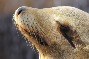 the seal fish weeping in the show Park
