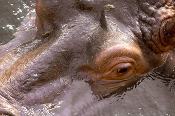 hippo's head 