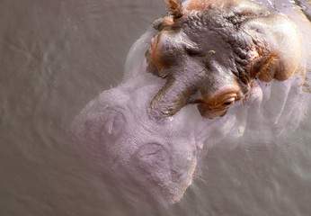 hippo's head 