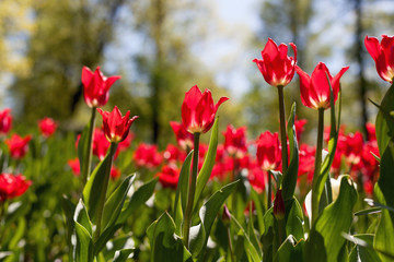 Spring tulips in the park