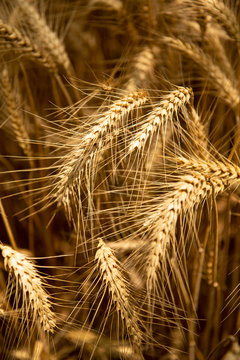 Wheat Blades 