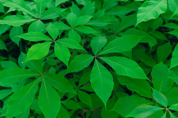 Green leaves of a bottlebrush buckeye tree