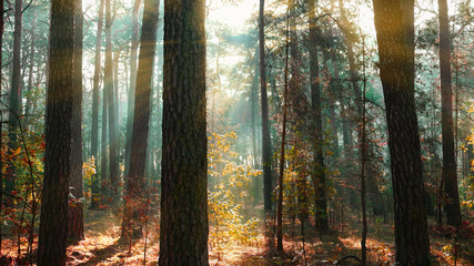 rays of sun in the autumn forest