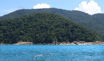 Naklejka premium Dolphins in Atlantic Ocean. Coast of Brazil. Preserved tropical rainforest in Brazil.