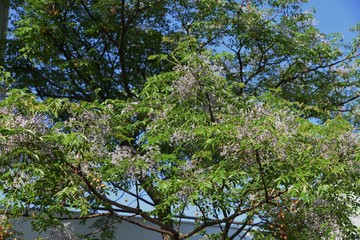 Fototapeta na wymiar Bead tree flowers (Nelia azedarach / Chinaberry)