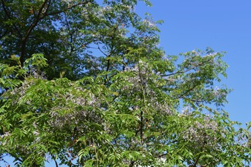 Bead tree flowers (Nelia azedarach / Chinaberry)
